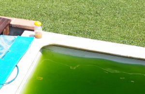 acqua verde alghe in piscina