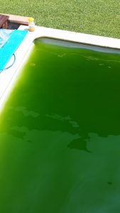 acqua verde alghe in piscina