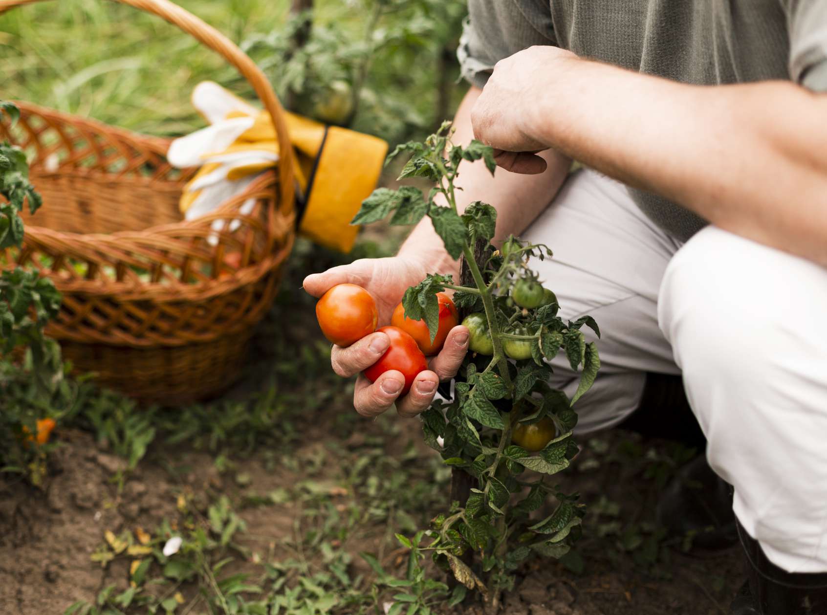 come fare un orto in giardino pomodori