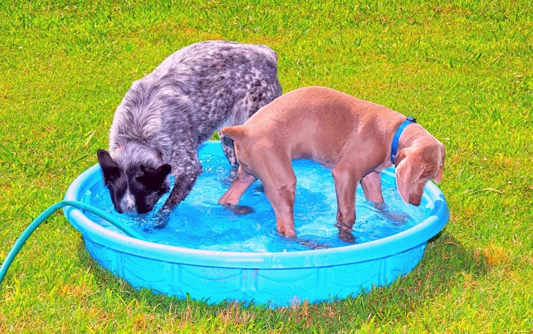 cani in piscina di plastica