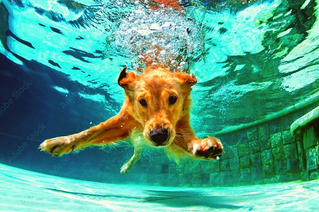 cane che nuota in piscina